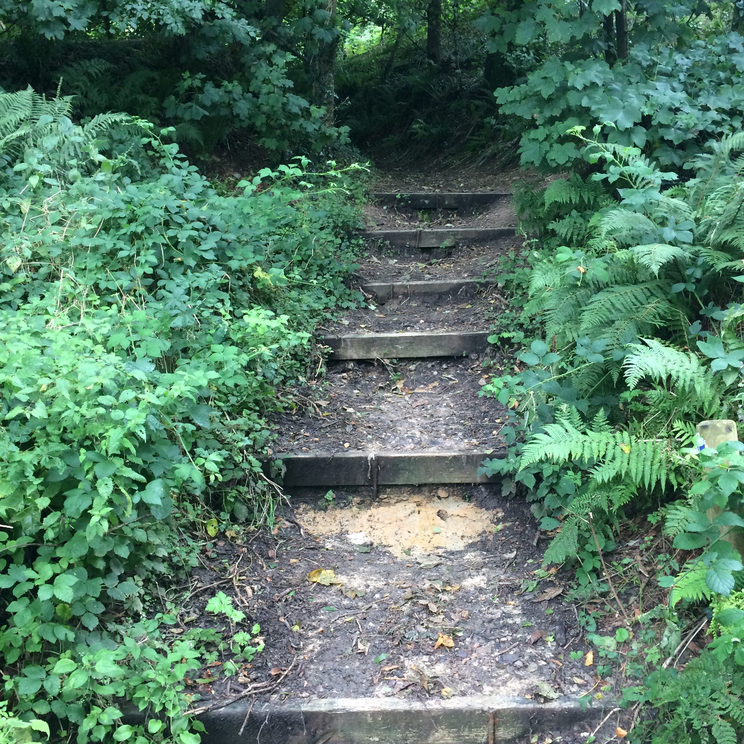 Steps up - Lewesdon Hill
